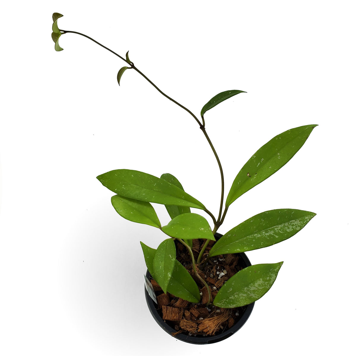 T. Succulent Form × Nizanda T'STROPICALS 1-Succulent-StringofPearls-4+