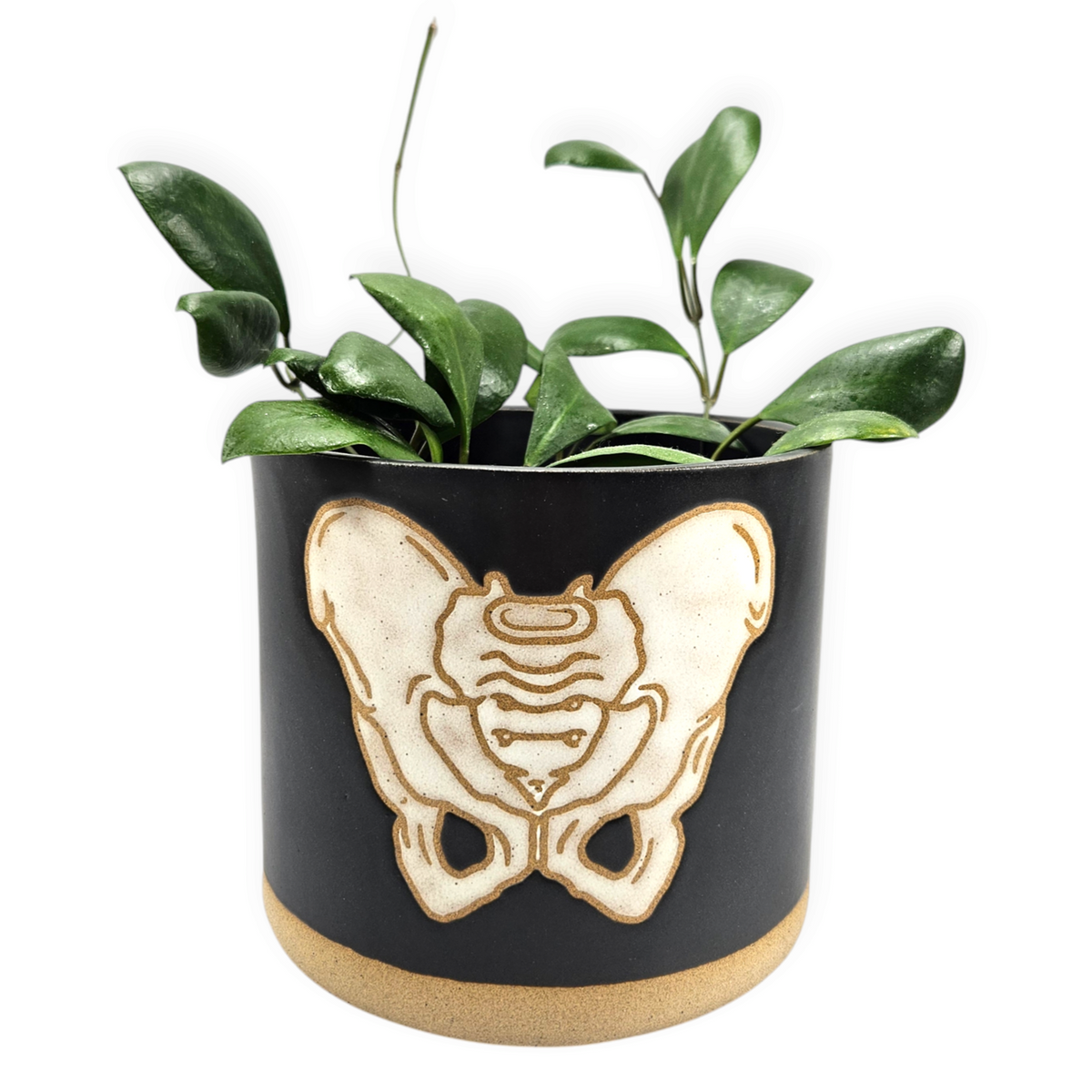 hip indoor plants hips pot – Arrows Aim Greenhouse & Supply Co