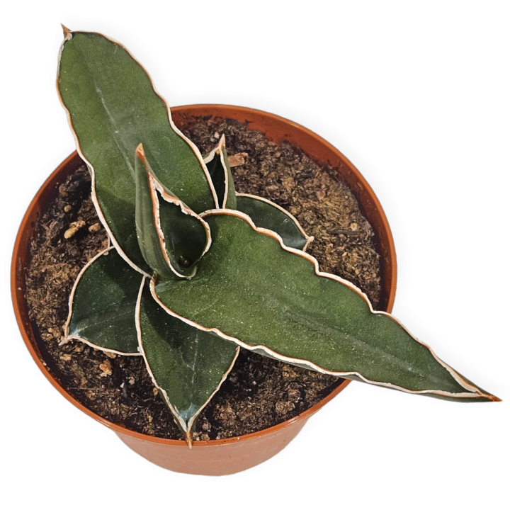 sansevieria ehrenbergii 'samurai' – Arrows Aim Greenhouse & Supply Co
