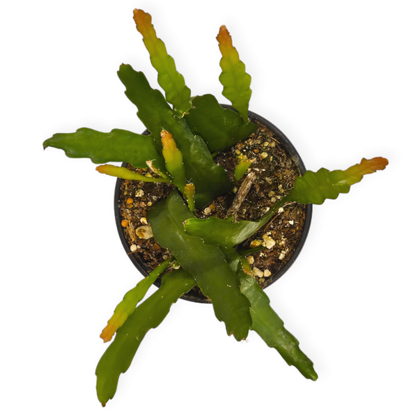 epiphyllum hookeri 'hooker's orchid cactus'