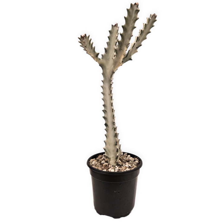 euphorbia lactea 'white ghost' – Arrows Aim Greenhouse & Supply Co
