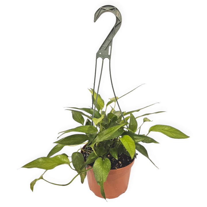 pothos epipremnum pinnatum 'skeleton key' epipremnum pinnatum 'skeleton key' – Arrows Aim Greenhouse & Supply Co