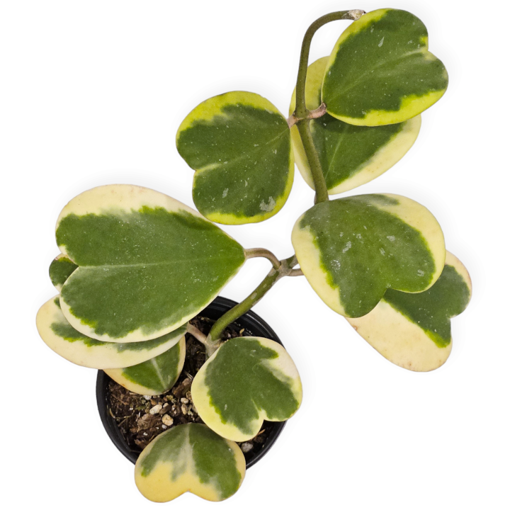 hoya kerrii 'variegata' – Arrows Aim Greenhouse & Supply Co