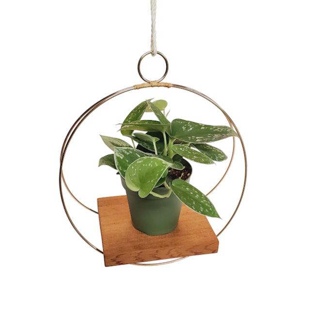 minimal plant hanger gold minimalist hanging plant shelf – Arrows Aim Greenhouse & Supply Co