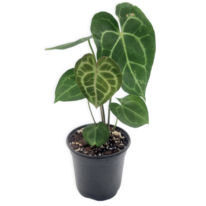anthurium clarinervium – Arrows Aim Greenhouse & Supply Co