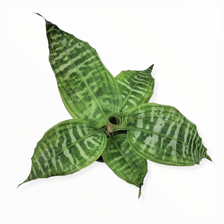 dracaena goldieana 'zebra stripe'