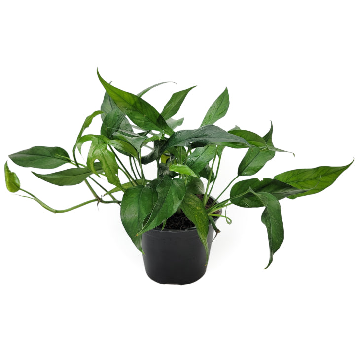 pothos baltic blue epipremnum pinnatum 'baltic blue pothos' – Arrows Aim Greenhouse & Supply Co