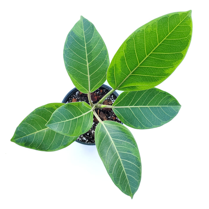 ficus altissima 'yellow gem' – Arrows Aim Greenhouse & Supply Co