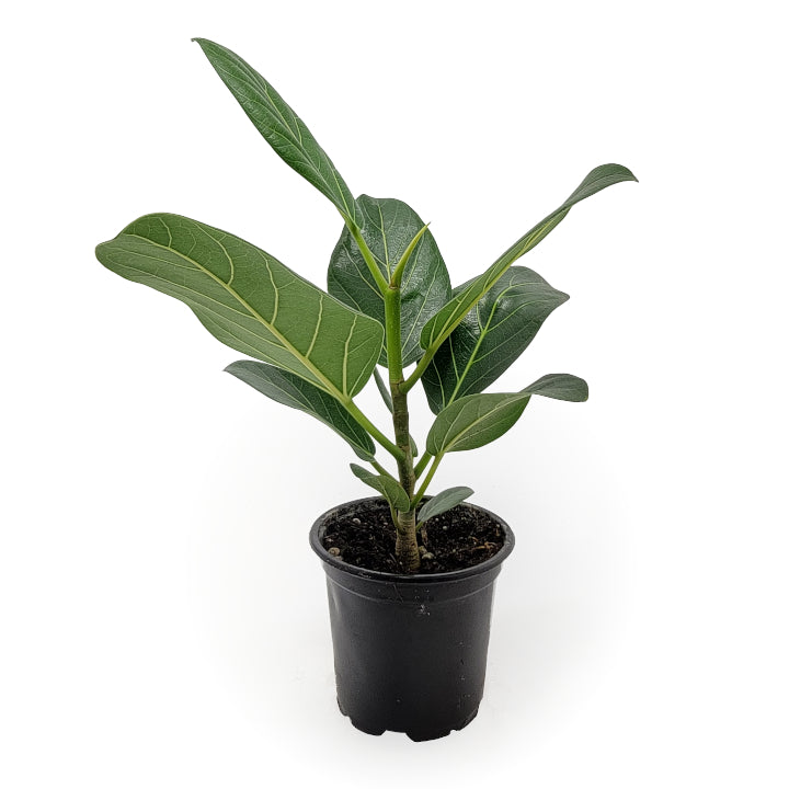 ficus benghalensis 'audrey' – Arrows Aim Greenhouse & Supply Co