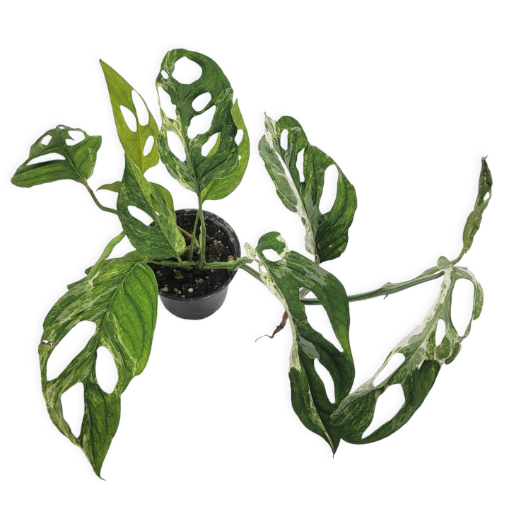 monstera adansonii 'mint' – Arrows Aim Greenhouse & Supply Co