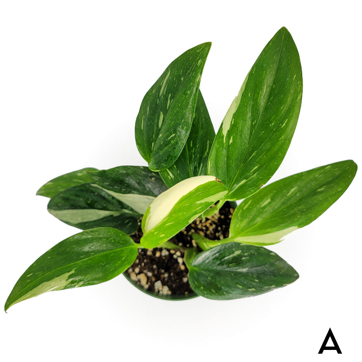 monstera standleyana 'albo variegata' – Arrows Aim Greenhouse & Supply Co