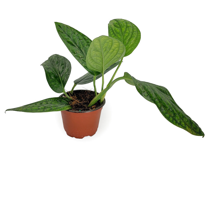monstera peru  Arrows Aim Greenhouse & Supply Co.