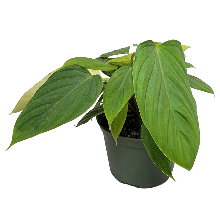 philodendron sp fuzzy petiole philodendron 'fuzzy petiole' – Arrows Aim Greenhouse & Supply Co