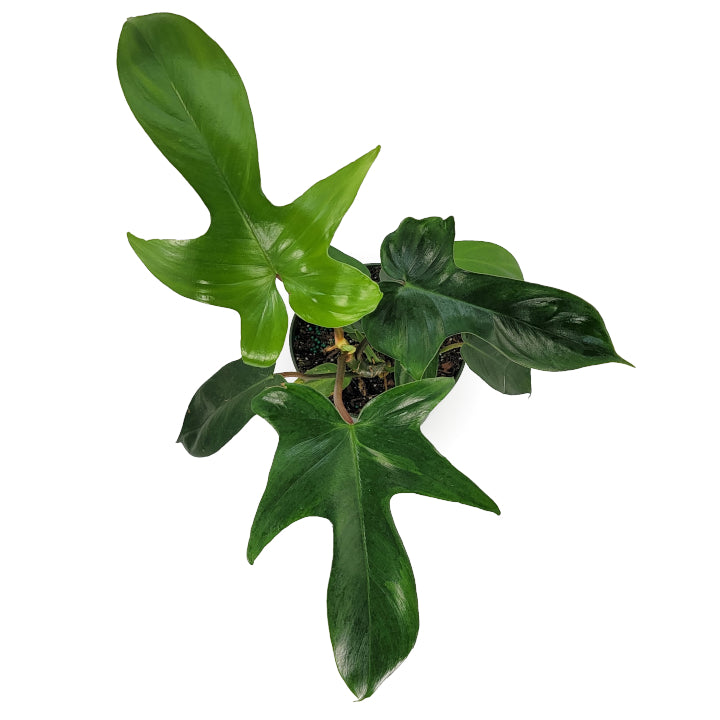 florida beauty green philodendron philodendron 'florida beauty green' – Arrows Aim Greenhouse & Supply Co