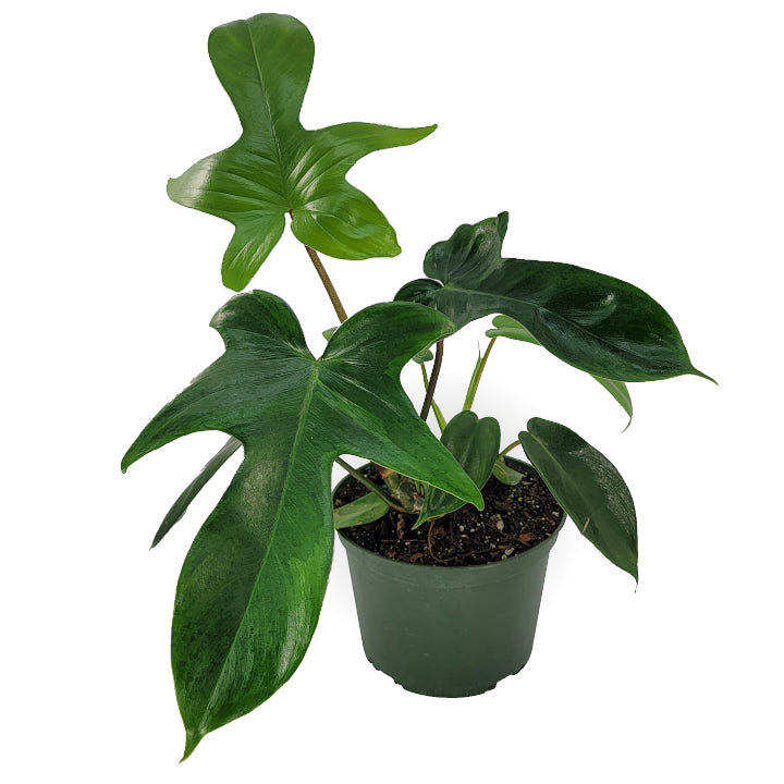 philodendron beauty green philodendron 'florida beauty green' – Arrows Aim Greenhouse & Supply Co