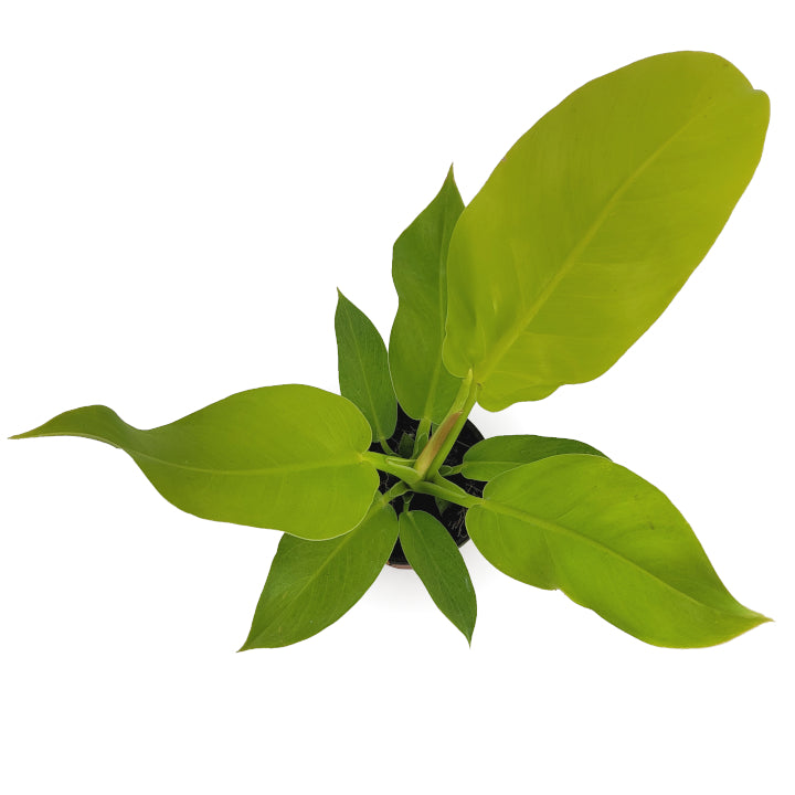 philodendron 'moonlight' – Arrows Aim Greenhouse & Supply Co