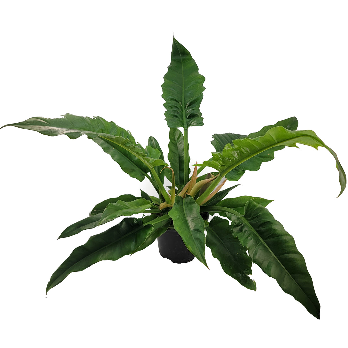 philodendron narrow 'tiger tooth' – Arrows Aim Greenhouse & Supply Co