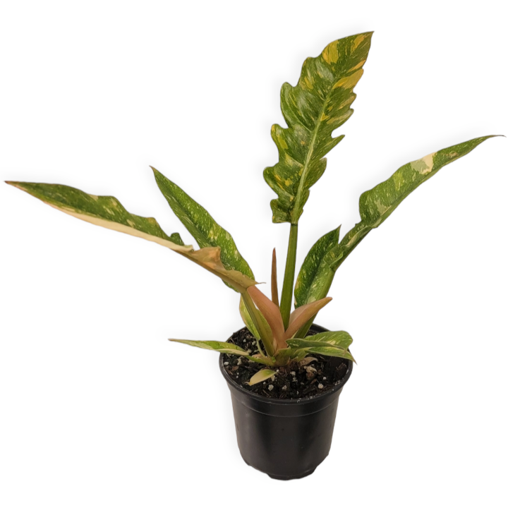 ring of fire philodendron propagation philodendron 'ring of fire' – Arrows Aim Greenhouse & Supply Co