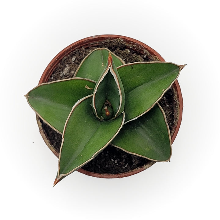 sansevieria ehrenbergii 'samurai' – Arrows Aim Greenhouse & Supply Co
