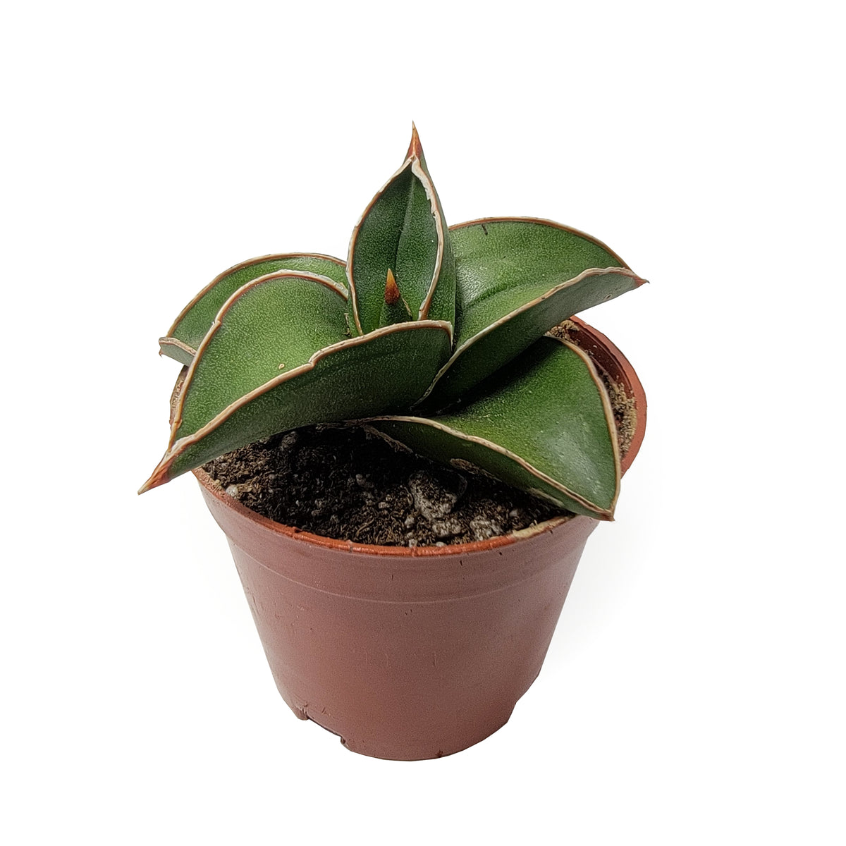 spider orchid plant Spider Orchid Plant Yellow Ribbon Top Cutting Mature