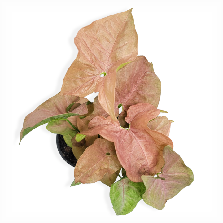 syngonium podophyllum 'neon robusta' – Arrows Aim Greenhouse & Supply Co