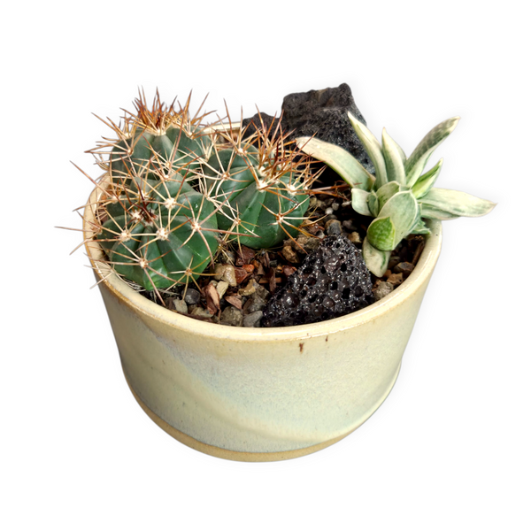 Cactus Staging Workshop