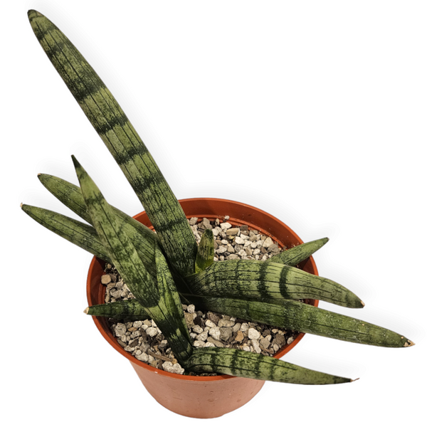 dracaena cylindrica dracaena cylindrica 'boncel' – Arrows Aim Greenhouse & Supply Co