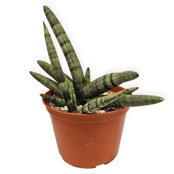 sansevieria cylindrica 'boncel' dracaena cylindrica 'boncel' – Arrows Aim Greenhouse & Supply Co