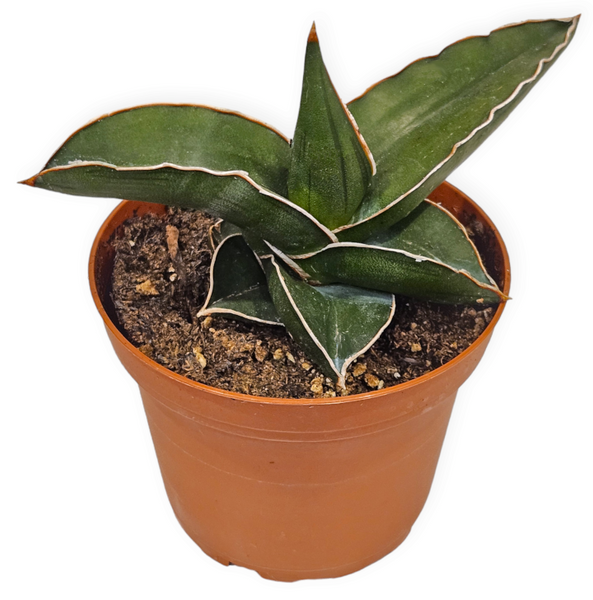 sansevieria samurai dwarf sansevieria ehrenbergii 'samurai' – Arrows Aim Greenhouse & Supply Co
