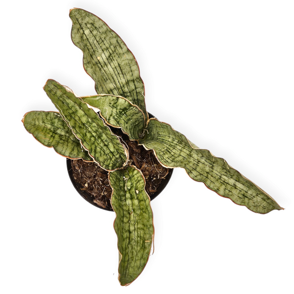 dracaena pethera dracaena pethera 'silver blue'