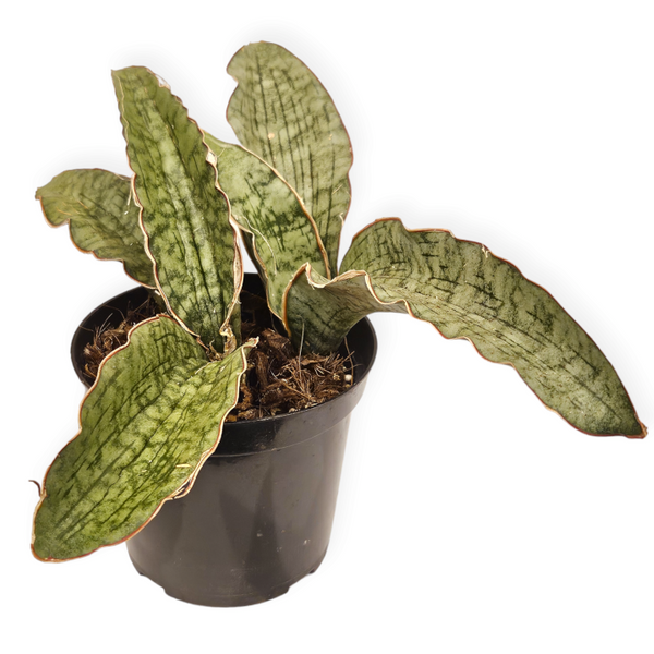 sansevieria kirkii star dracaena pethera 'silver blue' – Arrows Aim Greenhouse & Supply Co