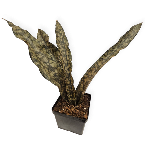sansevieria coppertone for sale dracaena pethera var. pulchra 'coppertone' – Arrows Aim Greenhouse & Supply Co