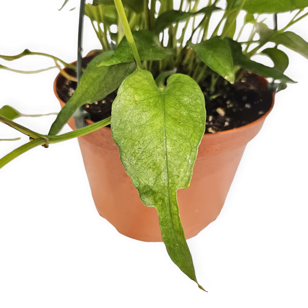 pothos epipremnum pinnatum 'skeleton key' epipremnum pinnatum 'skeleton key' – Arrows Aim Greenhouse & Supply Co