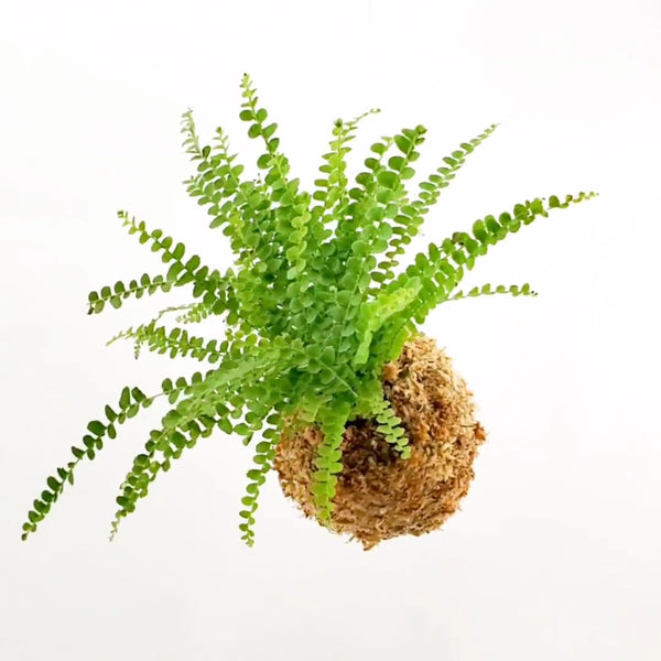 Kokedama Workshop<br>Sunday, Sept 21st, 5pm-6:30pm