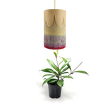 ruby petal pendant grow light