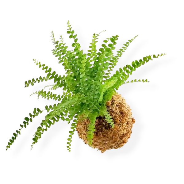 Kokedama Workshop