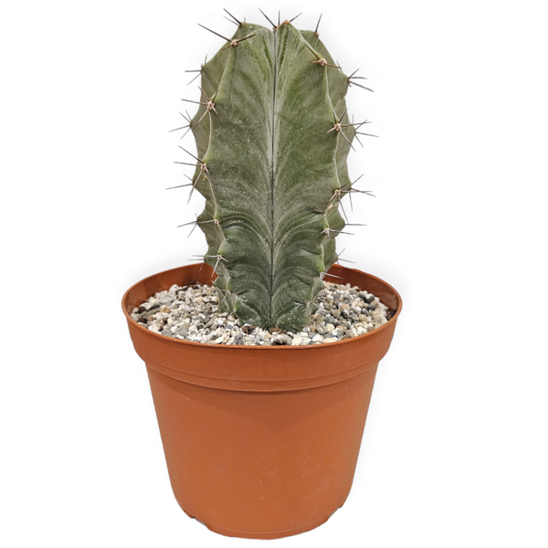 stenocereus pruinosus 'grey ghost organ pipe cactus'
