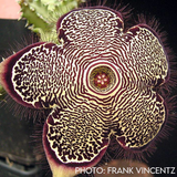 edithcolea grandis 'persian carpet flower'