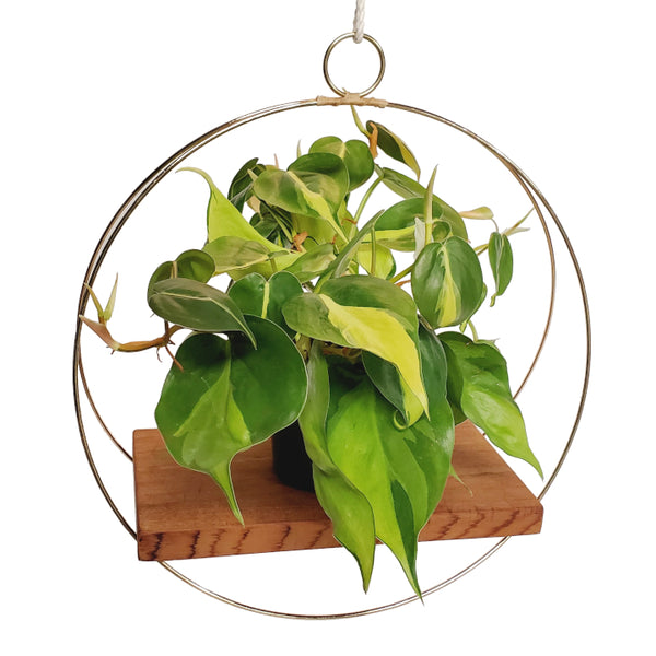 gold hanging planter gold minimalist hanging plant shelf – Arrows Aim Greenhouse & Supply Co