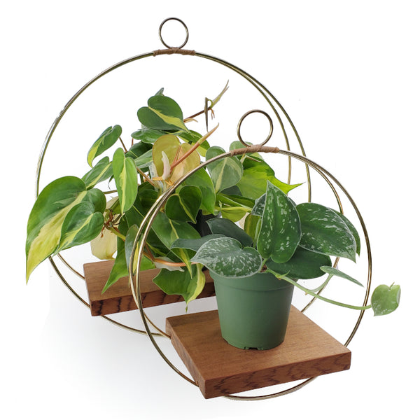 hanging shelf plant holder gold minimalist hanging plant shelf – Arrows Aim Greenhouse & Supply Co