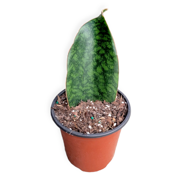 whale fin dracaena dracaena masoniana 'whale fin'