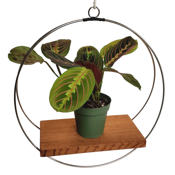 hanging plant silver silver minimalist hanging plant shelf – Arrows Aim Greenhouse & Supply Co