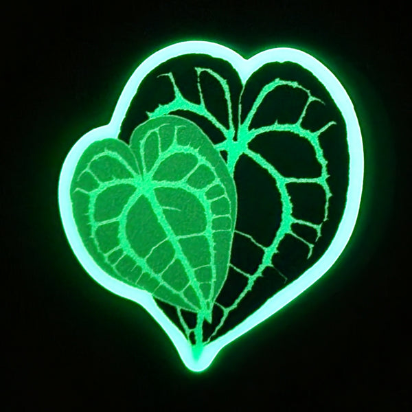 anthurium glowing glow in the dark anthurium clarinervium sticker – Arrows Aim Greenhouse & Supply Co