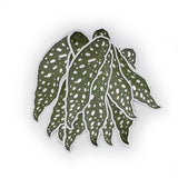 begonia maculata wightii sticker