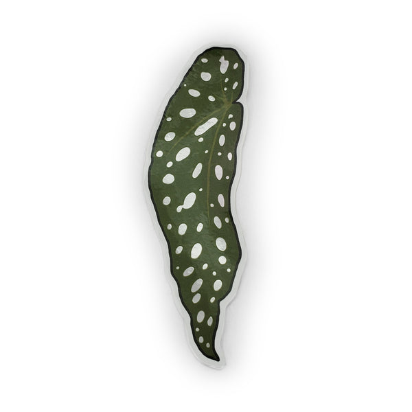 begonia maculata wightii sticker