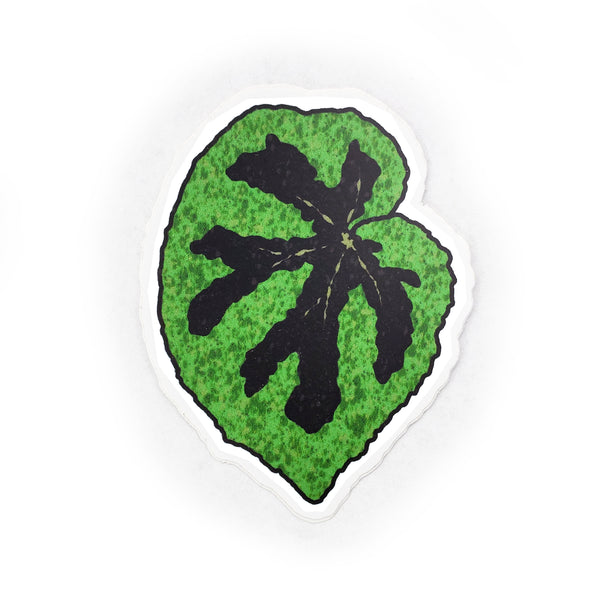begonia masoniana sticker