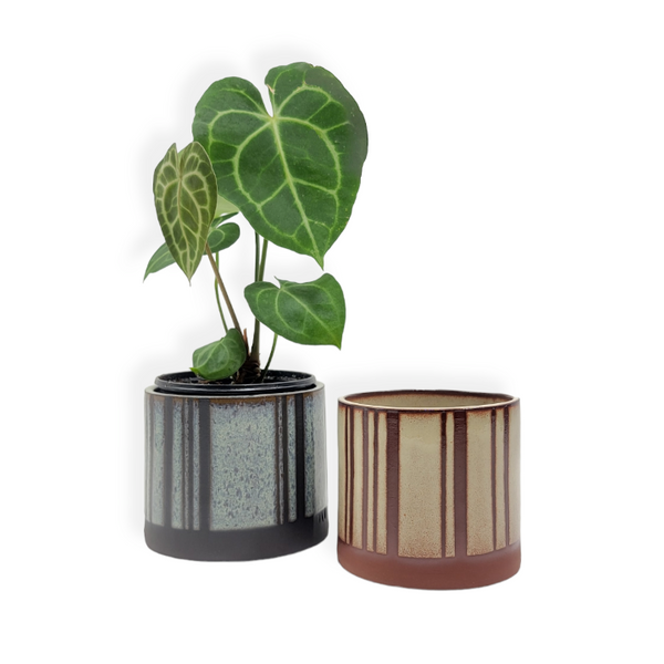 butte pot