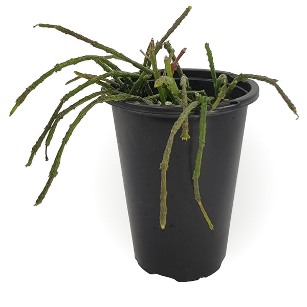 bundle of sticks succulent cynanchum marnierianum 'bundle of sticks' – Arrows Aim Greenhouse & Supply Co