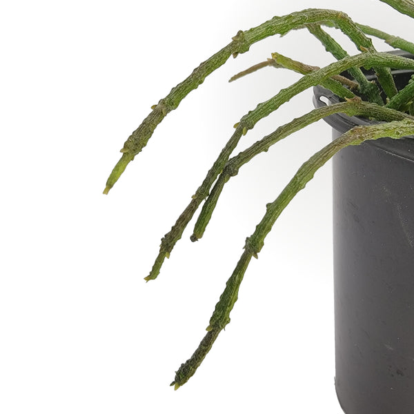 bundle of sticks succulent cynanchum marnierianum 'bundle of sticks' – Arrows Aim Greenhouse & Supply Co