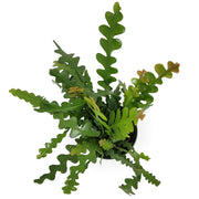 disocactus anguliger 'zig zag cactus'